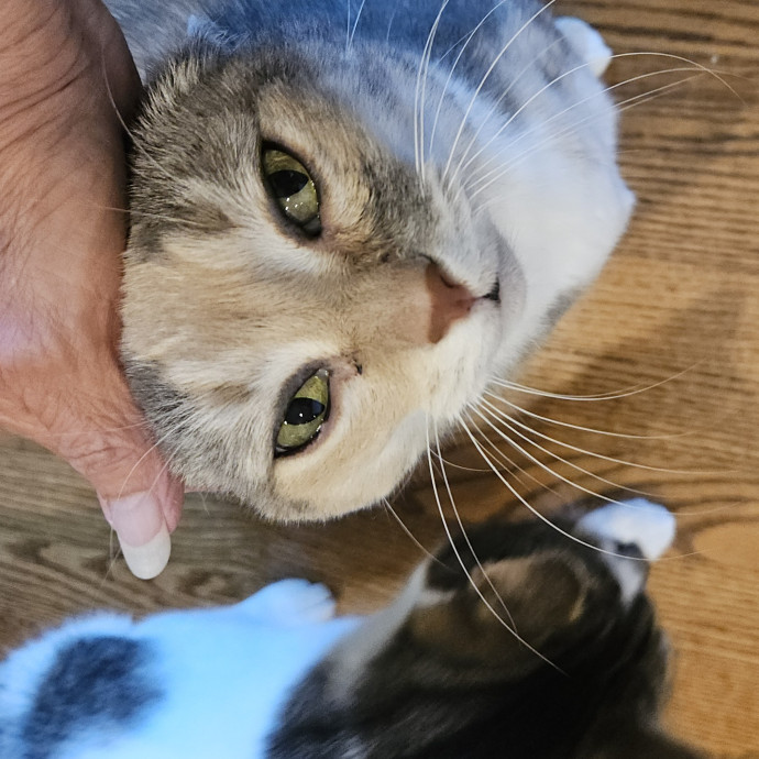 Blue Ribbon Cat Sitter Of Queen City