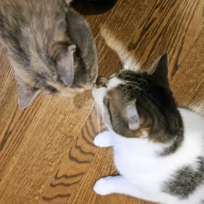 Blue Ribbon Cat Sitter Of Queen City