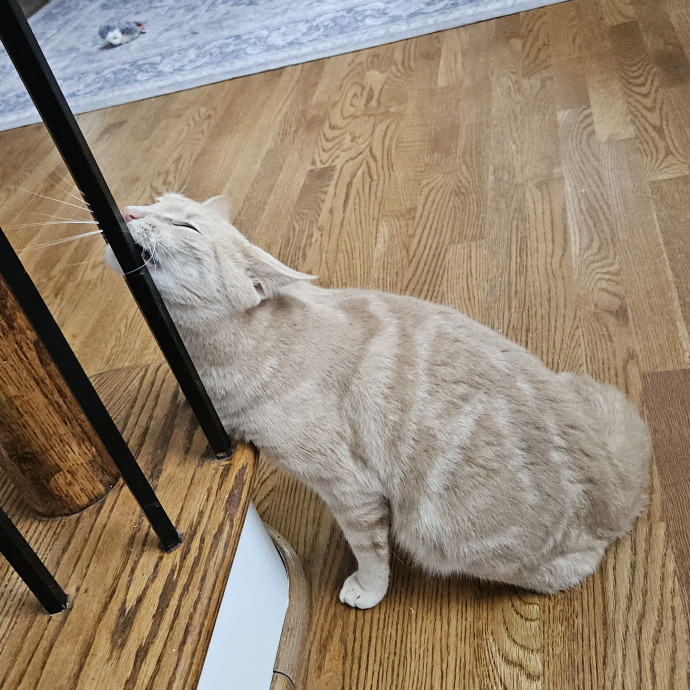 Blue Ribbon Cat Sitter Of Queen City