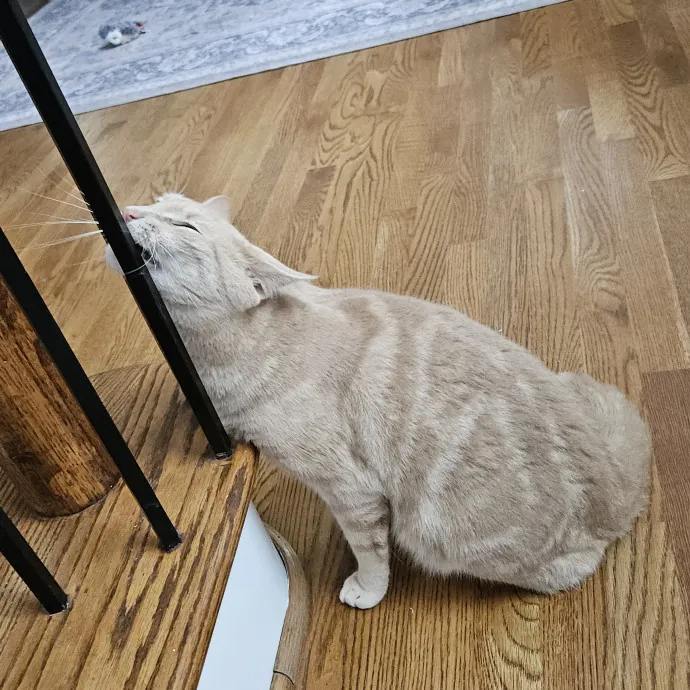 Blue Ribbon Cat Sitter Of Queen City