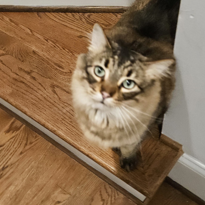 Blue Ribbon Cat Sitter Of Queen City