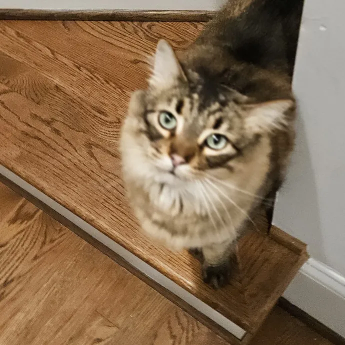 Blue Ribbon Cat Sitter Of Queen City