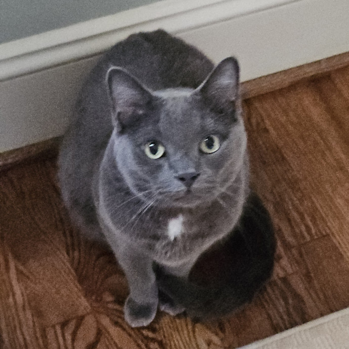 Blue Ribbon Cat Sitter Of Queen City