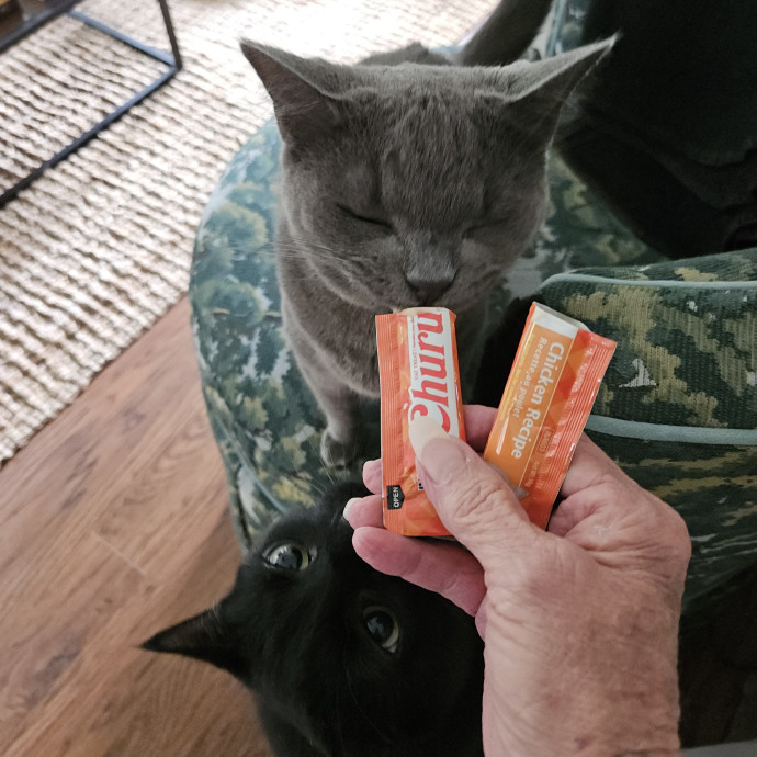 Blue Ribbon Cat Sitter Of Queen City
