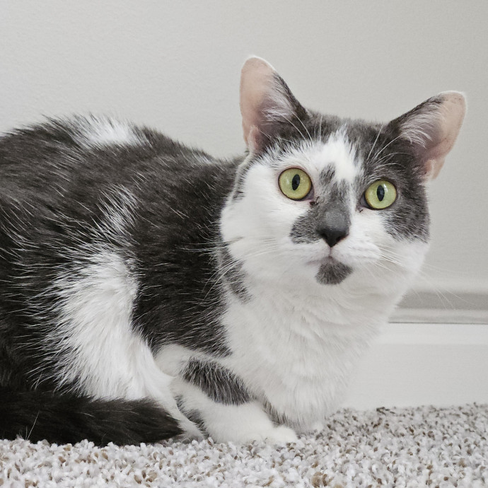Blue Ribbon Cat Sitter Of Queen City