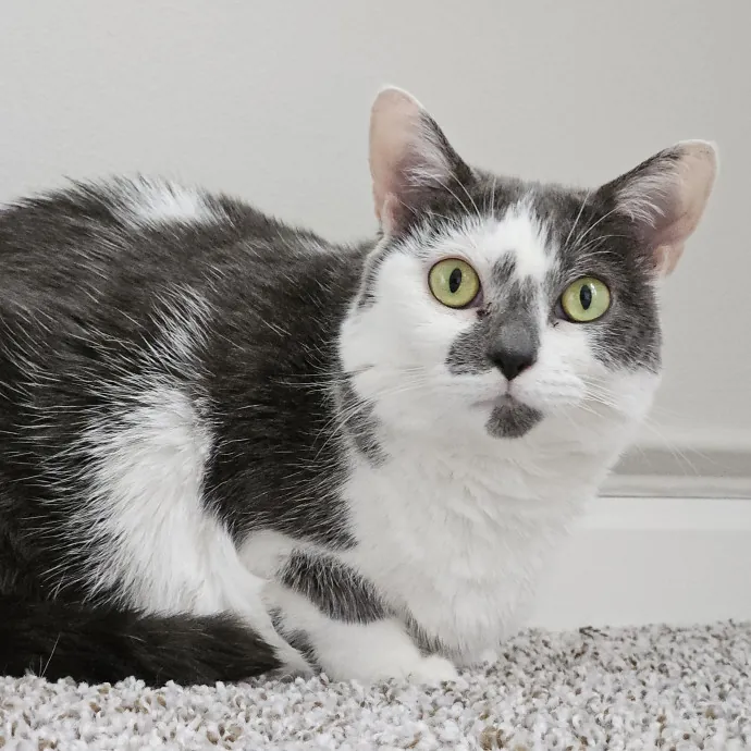 Blue Ribbon Cat Sitter Of Queen City
