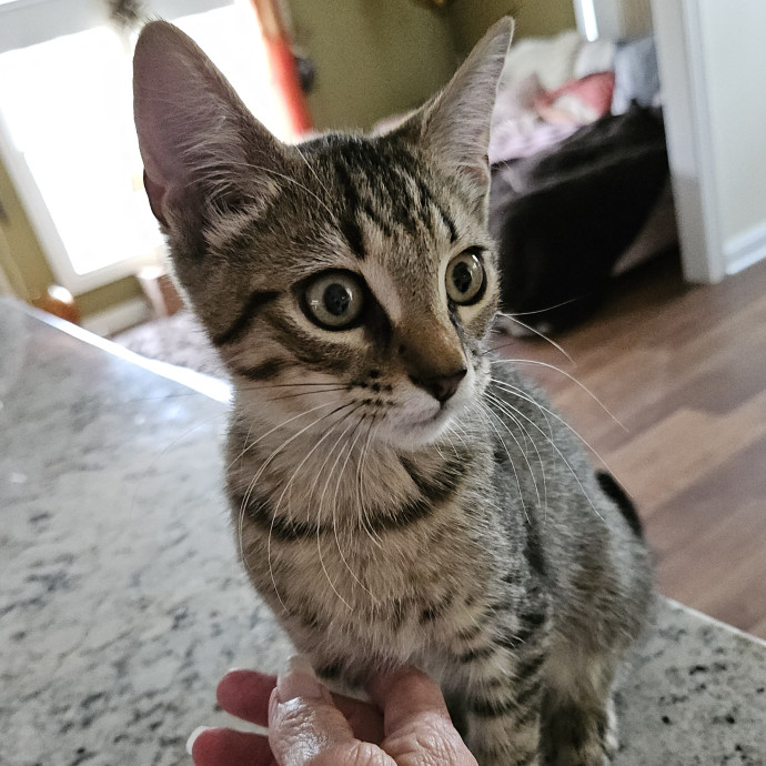 Blue Ribbon Cat Sitter Of Queen City