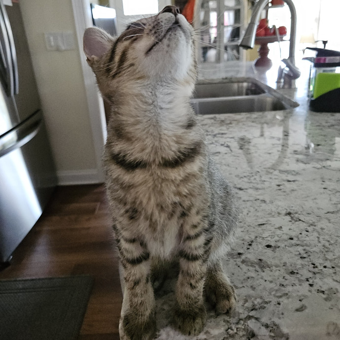 Blue Ribbon Cat Sitter Of Queen City