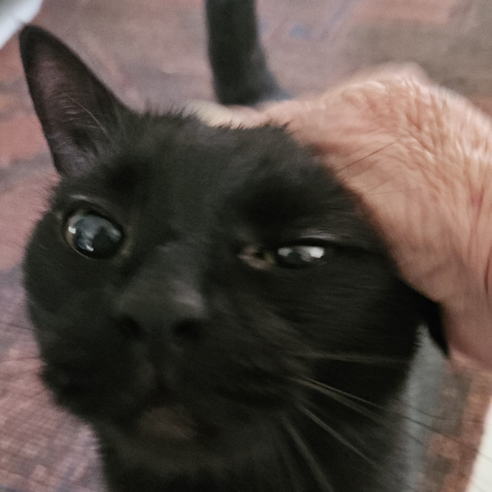 Blue Ribbon Cat Sitter Of Queen City