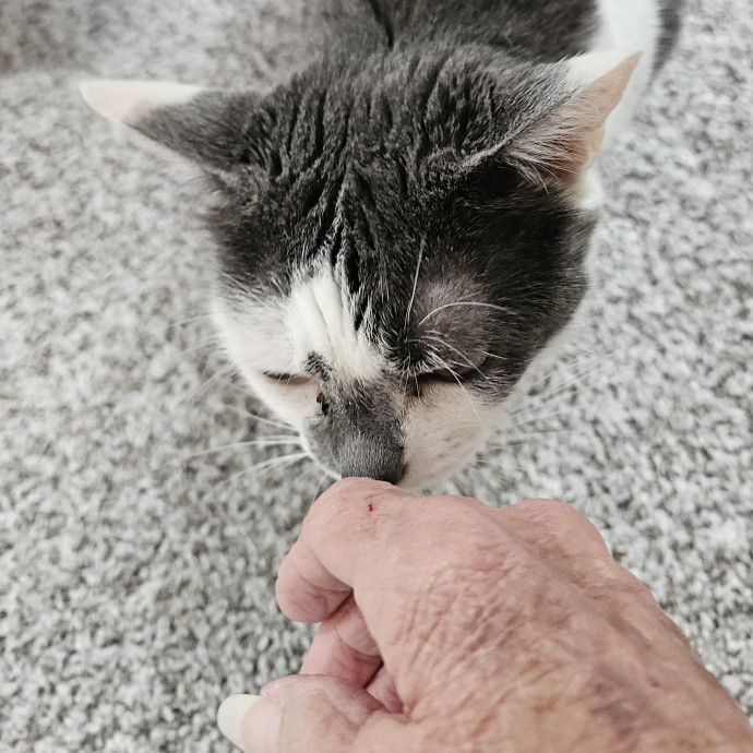 Blue Ribbon Cat Sitter Of Queen City