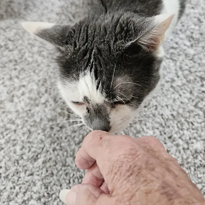 Blue Ribbon Cat Sitter Of Queen City