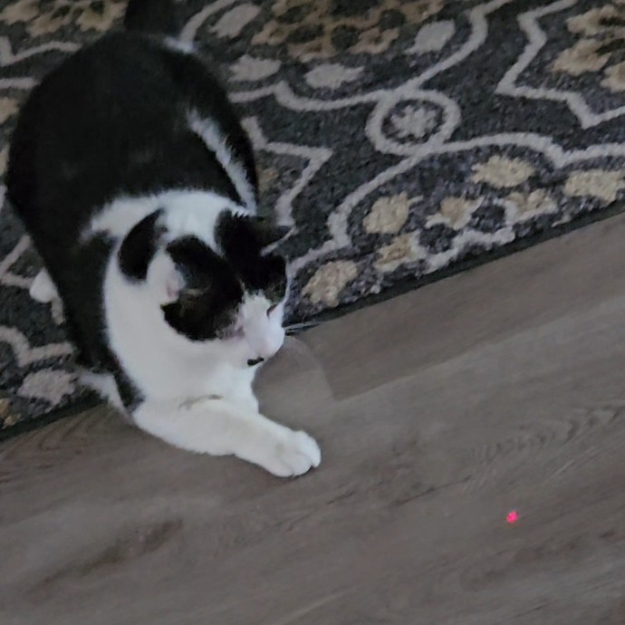 Blue Ribbon Cat Sitter Of Queen City