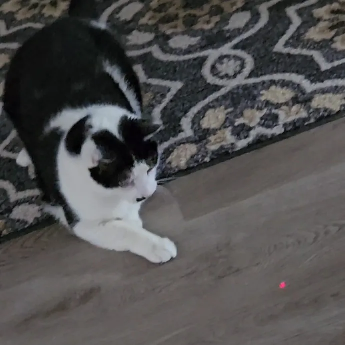 Blue Ribbon Cat Sitter Of Queen City