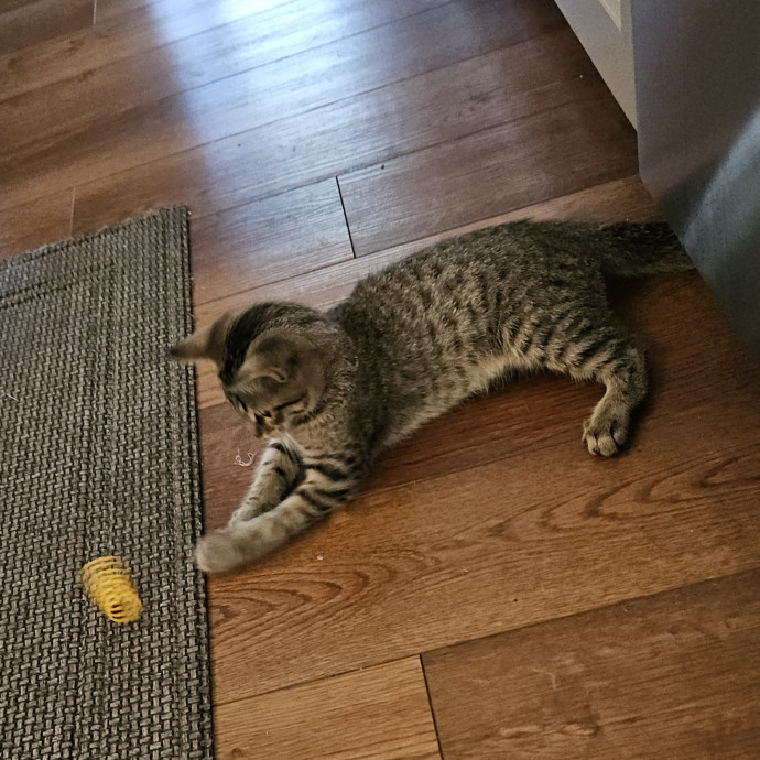 Blue Ribbon Cat Sitter Of Queen City