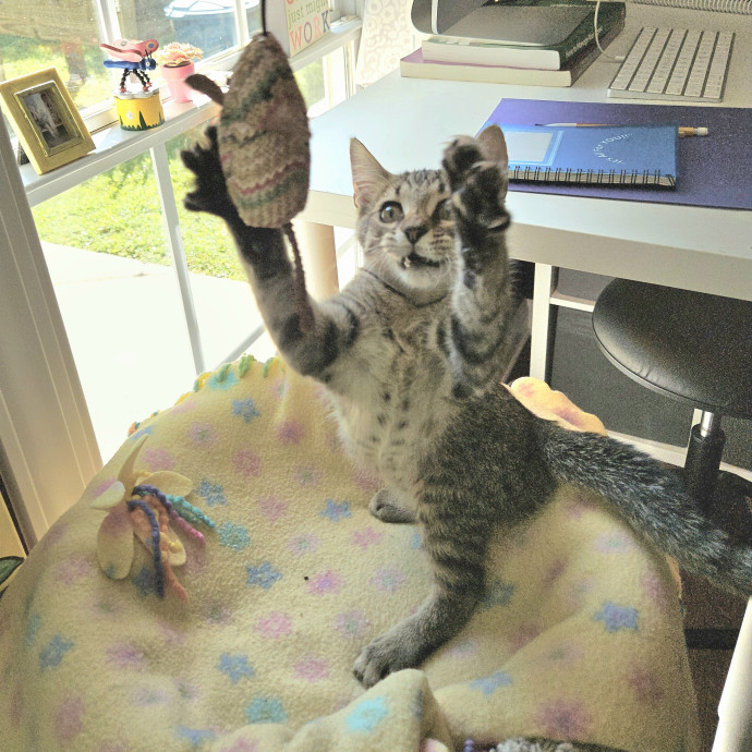 Blue Ribbon Cat Sitter Of Queen City