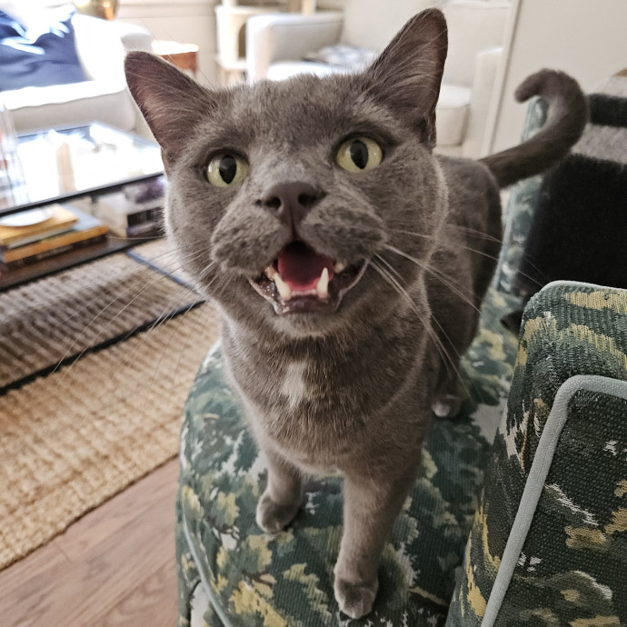Blue Ribbon Cat Sitter Of Queen City