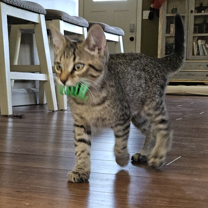 Blue Ribbon Cat Sitter Of Queen City