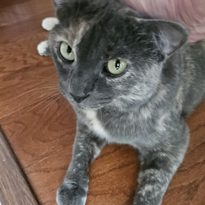 Blue Ribbon Cat Sitter Of Queen City