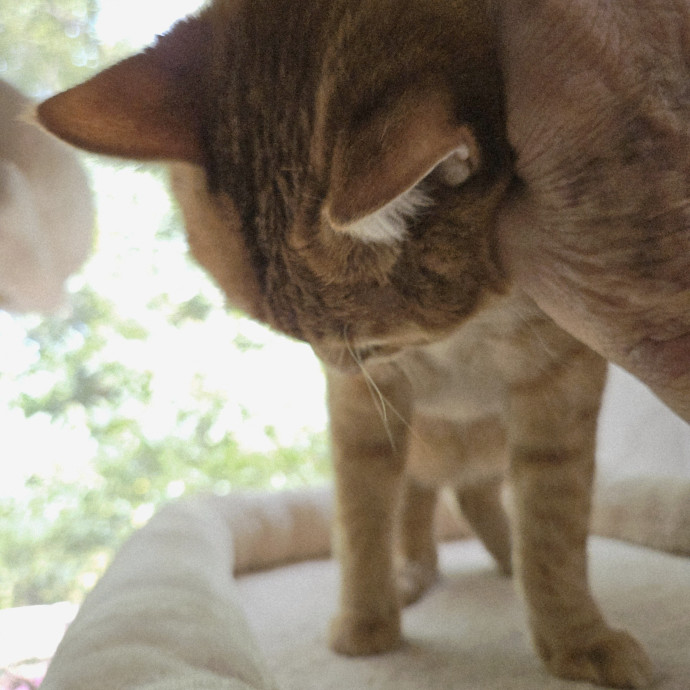 Blue Ribbon Cat Sitter Of Queen City