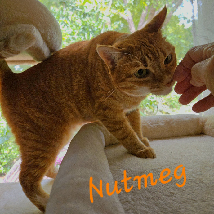 Blue Ribbon Cat Sitter Of Queen City