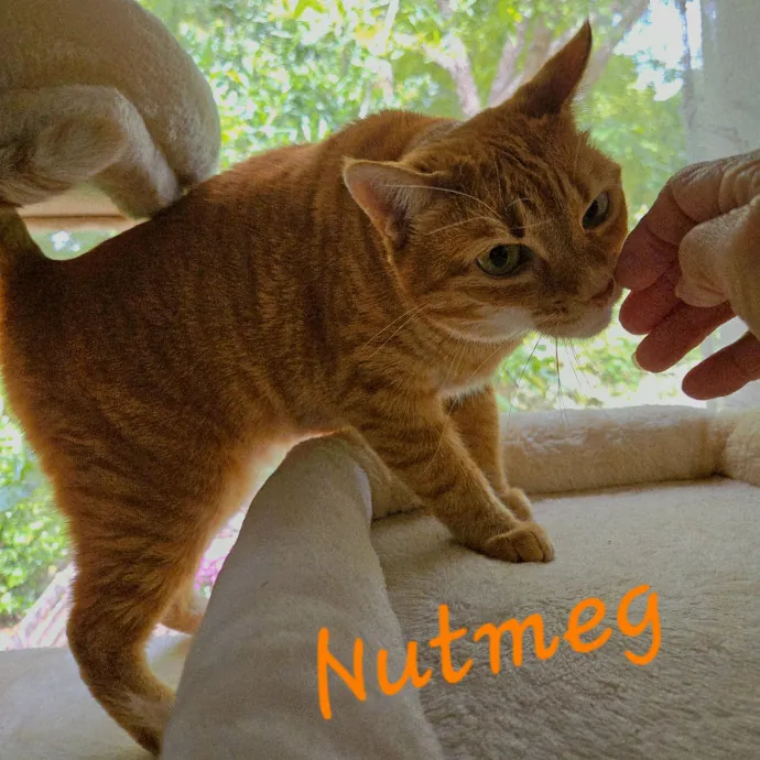 Blue Ribbon Cat Sitter Of Queen City