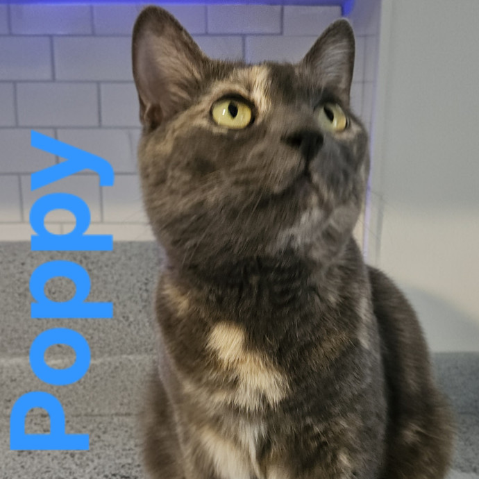 Blue Ribbon Cat Sitter Of Queen City