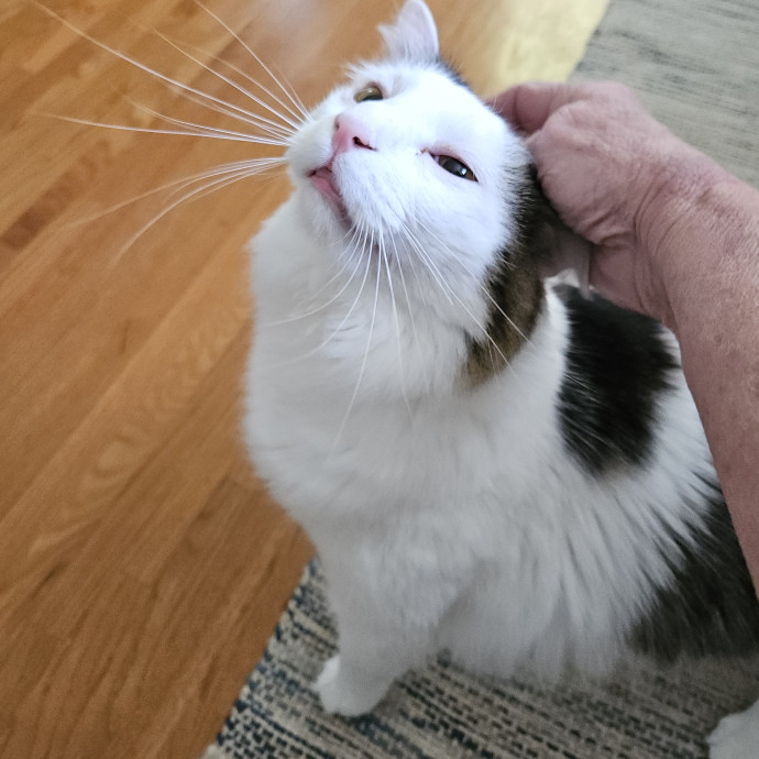 Blue Ribbon Cat Sitter Of Queen City
