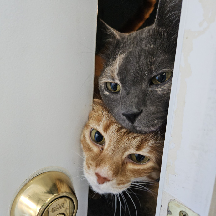 Blue Ribbon Cat Sitter Of Queen City