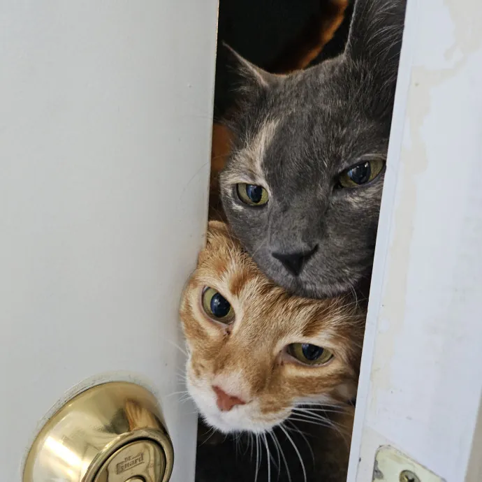 Blue Ribbon Cat Sitter Of Queen City