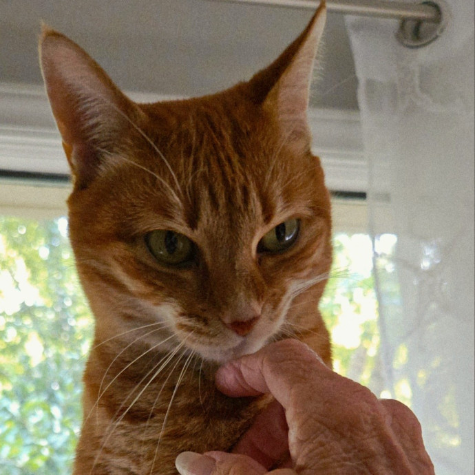 Blue Ribbon Cat Sitter Of Queen City