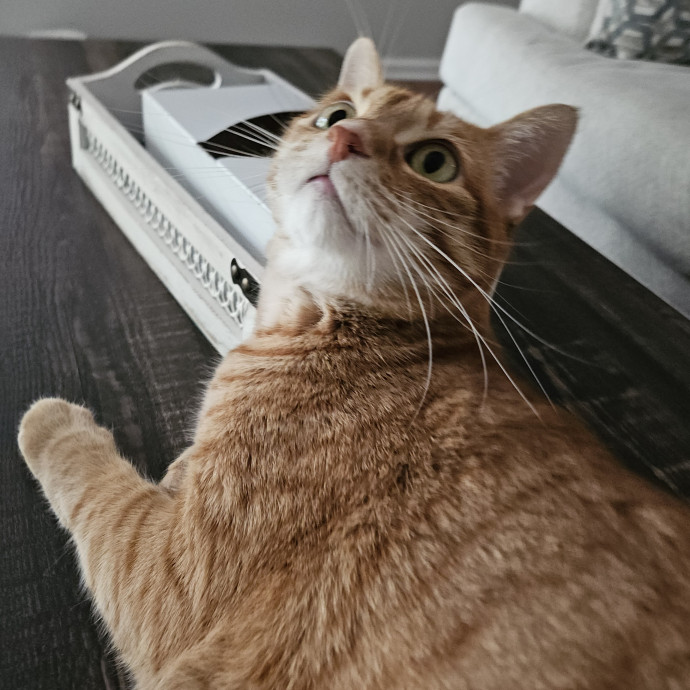 Blue Ribbon Cat Sitter Of Queen City