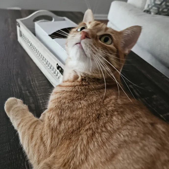 Blue Ribbon Cat Sitter Of Queen City
