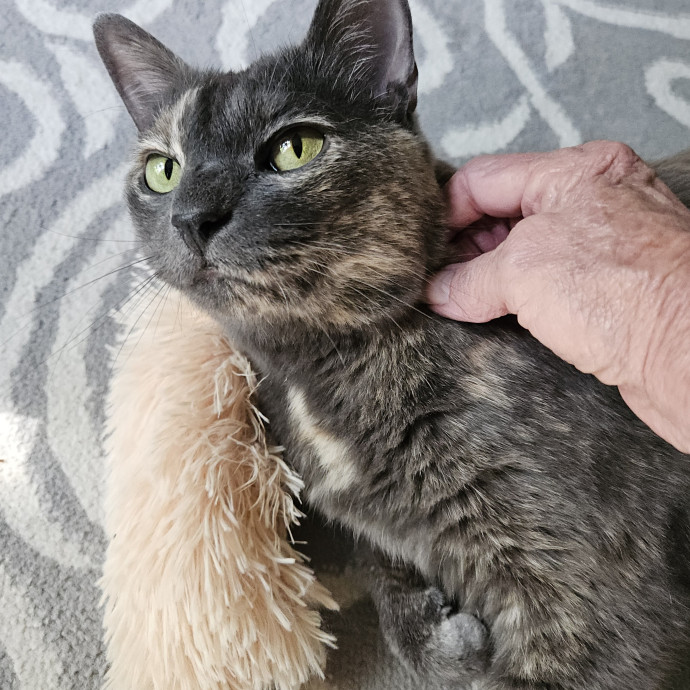 Blue Ribbon Cat Sitter Of Queen City