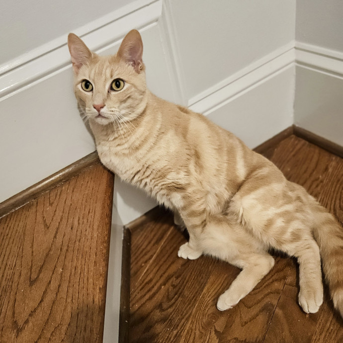 Blue Ribbon Cat Sitter Of Queen City