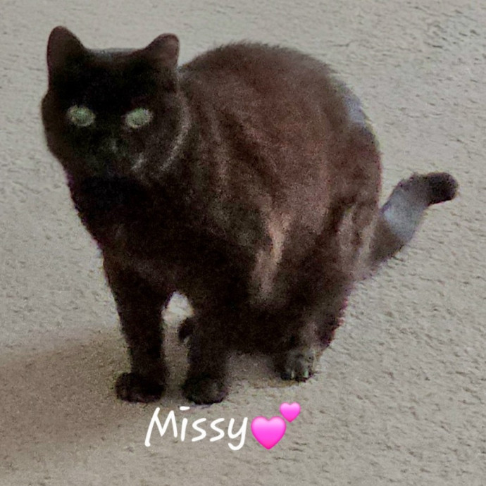 Blue Ribbon Cat Sitter Of Queen City
