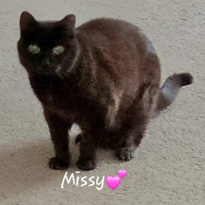 Blue Ribbon Cat Sitter Of Queen City