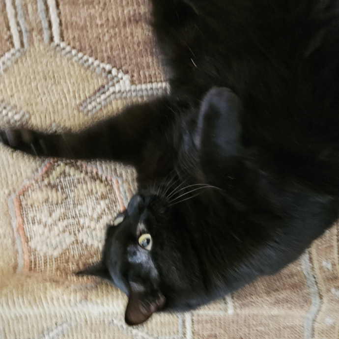 Blue Ribbon Cat Sitter Of Queen City