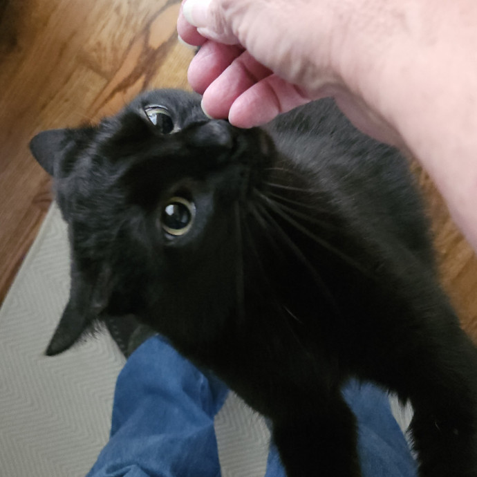 Blue Ribbon Cat Sitter Of Queen City