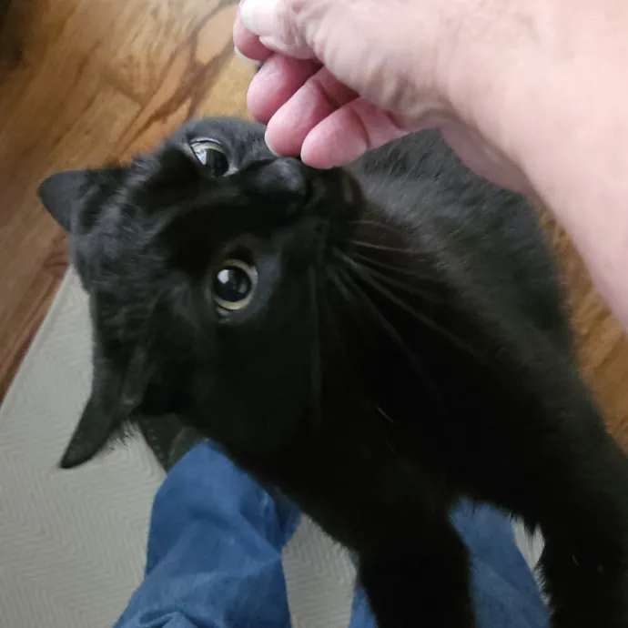 Blue Ribbon Cat Sitter Of Queen City