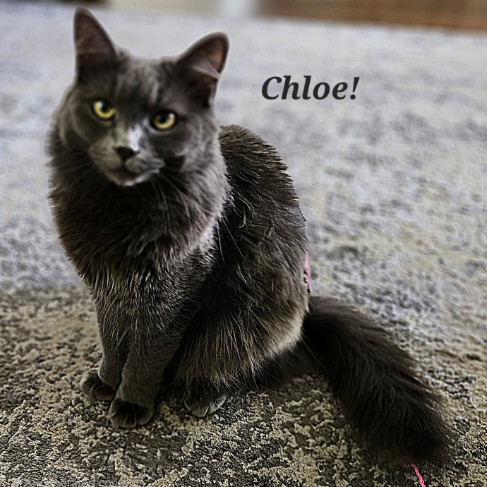 Blue Ribbon Cat Sitter Of Queen City