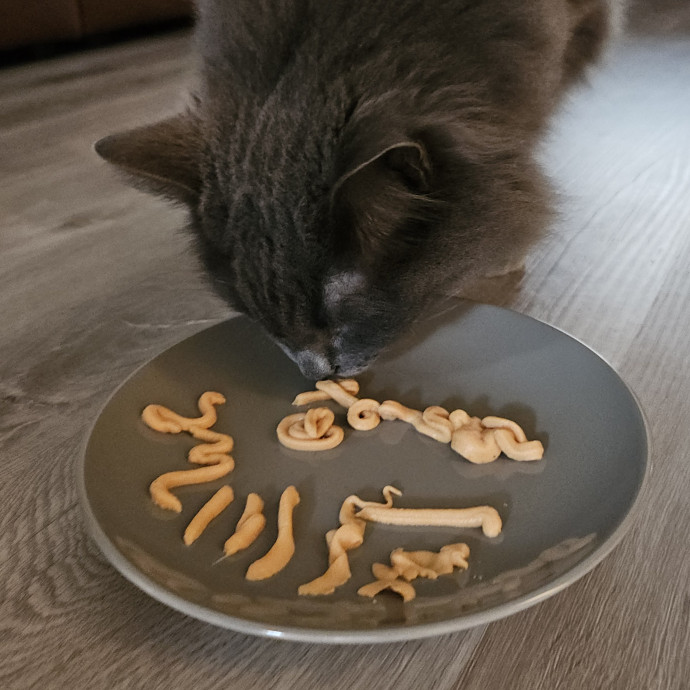 Blue Ribbon Cat Sitter Of Queen City