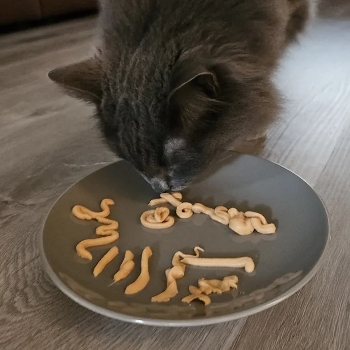 Blue Ribbon Cat Sitter Of Queen City