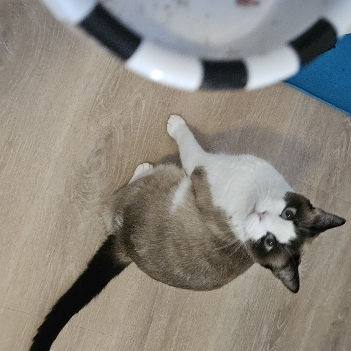 Blue Ribbon Cat Sitter Of Queen City