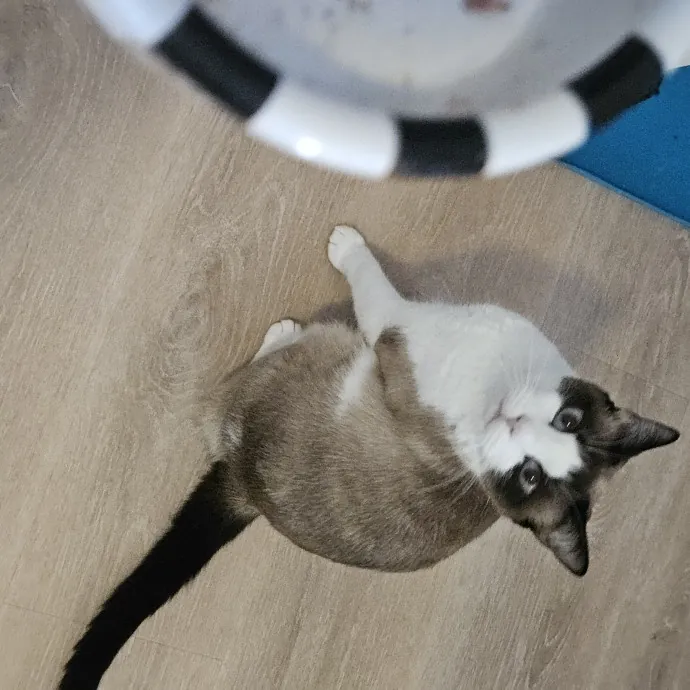Blue Ribbon Cat Sitter Of Queen City