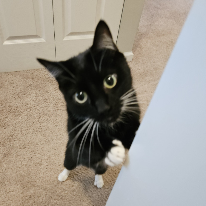 Blue Ribbon Cat Sitter Of Queen City
