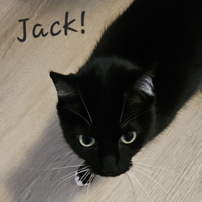 Blue Ribbon Cat Sitter Of Queen City