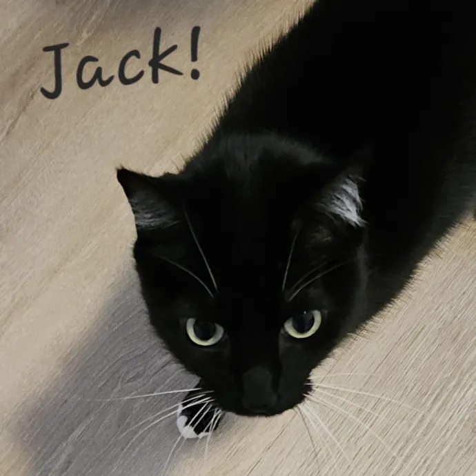 Blue Ribbon Cat Sitter Of Queen City