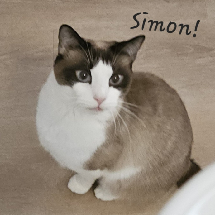 Blue Ribbon Cat Sitter Of Queen City