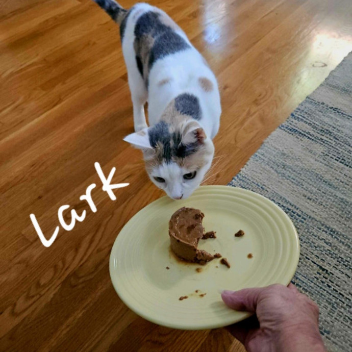Blue Ribbon Cat Sitter Of Queen City