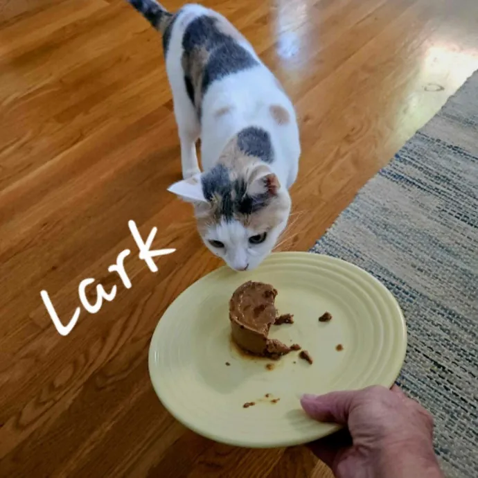Blue Ribbon Cat Sitter Of Queen City